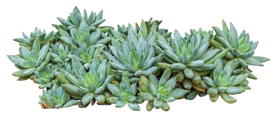 Isolated PNG cutout of a pachyphytum plant on a transparent background, ideal for photobashing, matte-painting, concept art