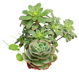 Poster - Isolated PNG cutout of a Haworth's aeonium plant on a transparent background, ideal for photobashing, matte-painting, concept art