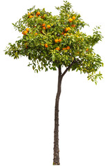 Poster - Isolated PNG cutout of a small orange tree on a transparent background, ideal for photobashing, matte-painting, concept art