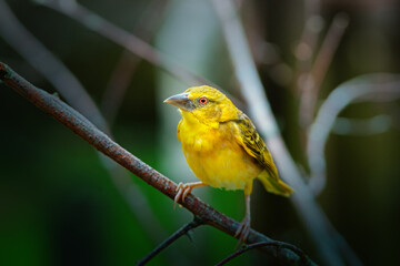 portrait of yellow bird textor