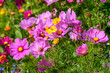 Wildblumen und Kräuter auf einem Blühstreifen am Feldrand