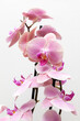 Pink beautiful orchid on white background