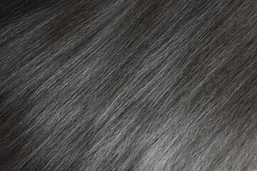 Sticker - Persian cat fur texture background. Black, gray and white pet hair texture background.