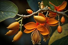 Mucuna Bennettii, The Orange Flower Of The Newguinea Creeper,. Generative AI
