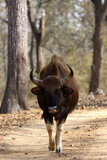 Fototapeta Sawanna - The gaur (Bos gaurus), also known as the Indian bison, a large cow on the road in a dry deciduous tropical forest. Face to face.With a lot of flies around the head and back.