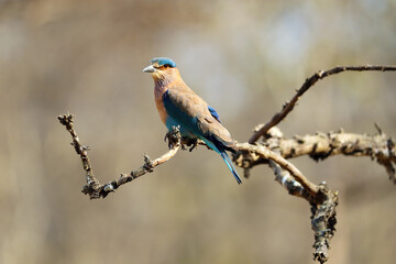 Sticker - The Indian roller (Coracias benghalensis) sitting on a branch with a brown background of tropical deciduous forest.