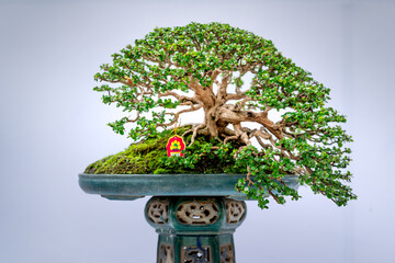 Beautiful Bonsai tree in a garden. Japanese garden or park. Nature in summer in Tao Dan park, Ho Chi Minh city, Vietnam