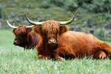 Fototapeta  - Scottish Highland cows