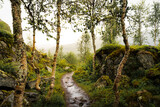 Fototapeta  - Trail in ghe woods in Norway