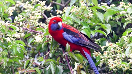 Wall Mural - a crimson rosella perching on a flowering shrub at o'reillys rainforest retreat in lamington national park of sth qld, australia