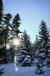 promienie słoneczne na zaśnieżonych drzewach