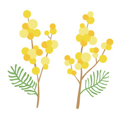 Wall Mural - Illustration of yellow Mimosa flowers blooming in spring.