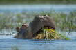 Hippo eats grass in river in sunshine