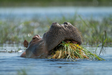 Canvas Print - Hippo eats grass in river in sunshine