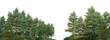 Coniferous Trees, Forest On A Transparent Background, Alpha Channel