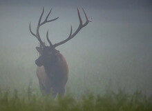 Bull Elk With Grass Hanging In Anters Stands In Foggy Field