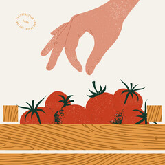 hand picking fresh organic tomato from the wooden box. organic vegetable market illustration. vector