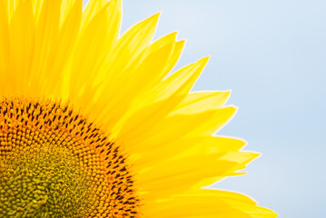 Sticker - Close up shot of golden sunflower against blue sky. Sunflower concept, agriculture, growing sunflowers for seed and oil.