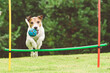 Dog practices agility course at home backyard jumping over hurdle