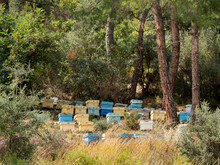 Colorful Bee Hives Among Pine Trees And Shrubs. Beekeeping In Forest In Turkey. Apiculture As Business Or Hobby.