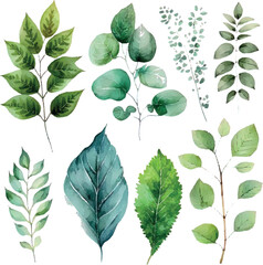 Wall Mural - Vector Watercolor set of branches with green leaves, for wedding invitations, greetings, wallpapers, fashion, prints. Eucalyptus, olive green leaves.