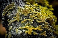 Lichen On Tree Bark