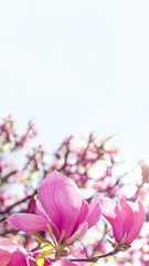 Wall Mural - Beautiful blooming pink magnolia tree on spring day with copy space