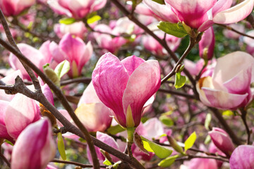 Wall Mural - Beautiful blooming pink magnolia flower tree on spring day. Flowering tree in garden