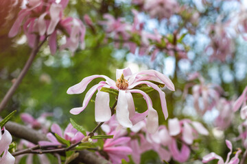 Wall Mural - Beautiful blooming pink and white star magnolia tree on spring day. Magnolia stellata flower. Flowering tree in garden