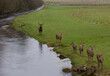 Deer by a river