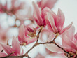 Blooming magnolia. Large pink with a hint of purple flowers on a magnolia tree in early spring. Beautiful magnolia spring blossoms on the street. Rovinj, Istria, Croatia - March 12, 2023