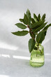 © ADDICTIVE STOCK - Close up of green glass vase with laurel tree branches