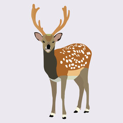  A beautiful deer vector art work. 