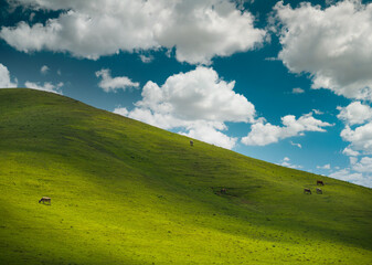 Cows on a green field. Herd of cows graze on the green meadows at summer day. Highland pastures