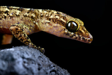 Wall Mural - A gecko on a rock with a black background