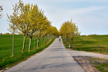 Wall Mural - Rural landscape with trees growing along the road in spring on the island of Usedom