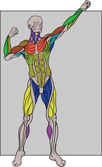 Human body with colored  muscles, drawing, front view