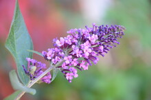 Butterfly Bush Flower, Close Up