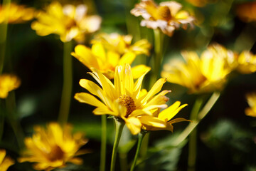 flower, yellow, nature, summer, garden, blossom, spring, sunflower, bloom, flora, outdoors