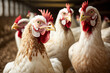 broiler chickens eat food close-up on a poultry farm,Food industrial production of chicken Generative AI