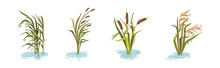 Water And Swamp Plants With Reed On Green Stalk Vector Set