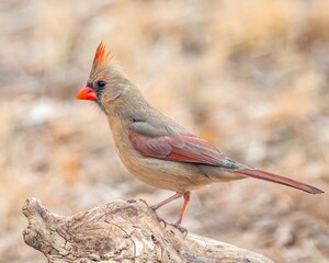 Wall Mural - Northern Cardinal