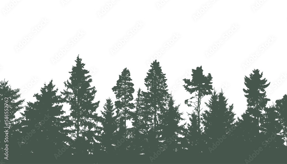 Coniferous and deciduous beautiful forest, silhouette of firs, pines ...