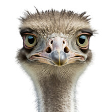 Close Up Of An Ostrich, Transparent Background Png