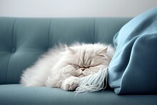 Persian Cat Sleeping On A Couch. Generative AI