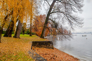 Mighty yellow willows on the territory of an ancient manor on shore of Maggiore  lake in late autumn