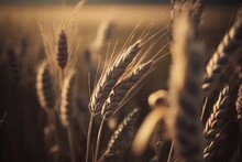 Close Up Of Wheat Ears, Field Of Wheat Agriculture, Generative Ai