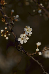 Wall Mural - tree blossom