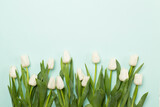 Fototapeta Tulipany - White tulips on color background, top view