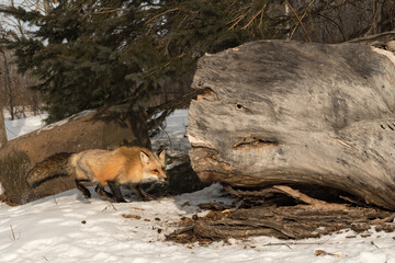 Wall Mural - Red Fox (Vulpes vulpes) Walks Near Log Winter